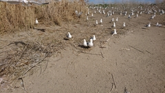 Larus delawarensis