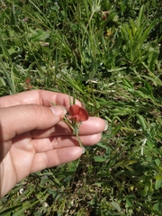 Lathyrus sphaericus