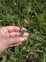 Lathyrus sphaericus