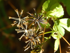 Bidens biternata
