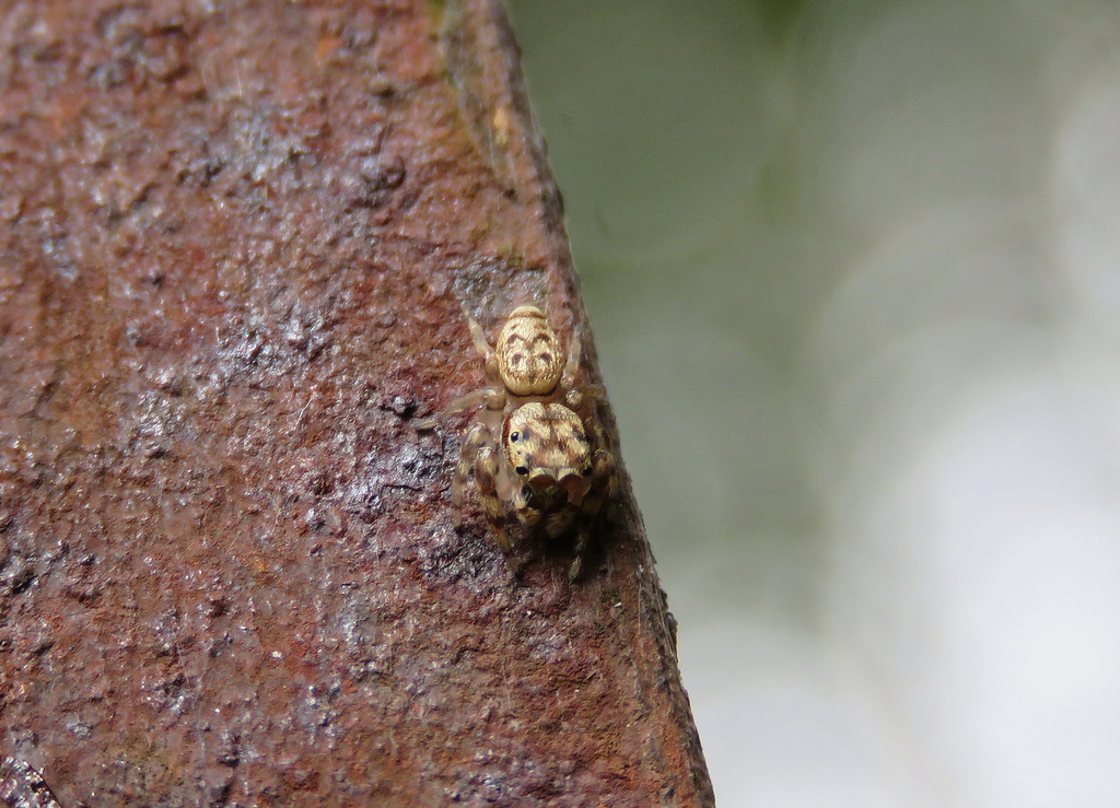 Opisthoncus barbipalpis