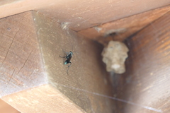 Chalybion zimmermanni