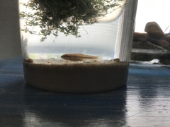 Pimephales notatus