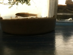 Pimephales notatus
