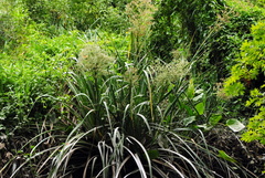 Eryngium