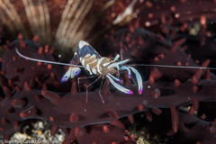 Ancylomenes magnificus