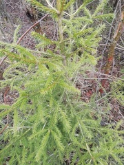 Picea obovata