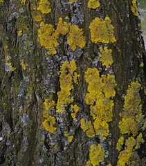 Xanthoria parietina