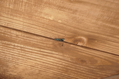 Chalybion zimmermanni