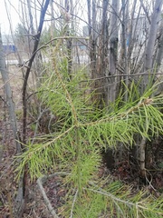 Pinus sylvestris