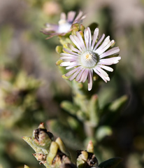 Delosperma testaceum