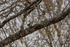 Sitta europaea europaea