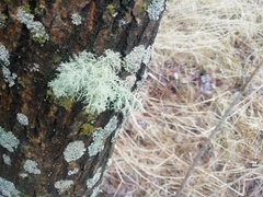 Usnea
