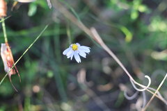 Felicia aethiopica