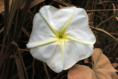 Ipomoea alba