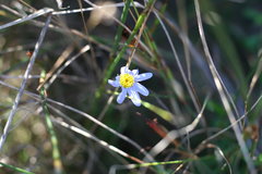 Felicia aethiopica
