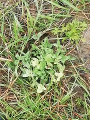 Trifolium pratense