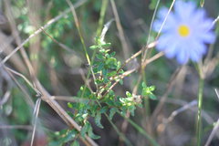 Felicia aethiopica