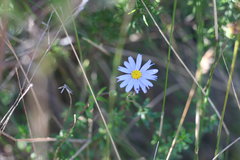 Felicia aethiopica