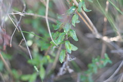 Felicia aethiopica