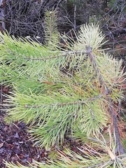 Pinus sylvestris