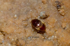 Parvospeonomus