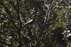 Garrulus lanceolatus