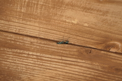 Chalybion zimmermanni