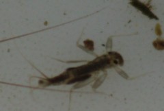 Stenacron carolina