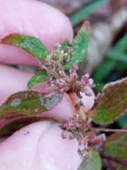 Euphorbia hirta image