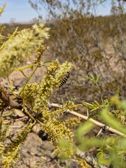 Opomydas townsendi