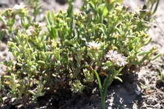 Delosperma testaceum