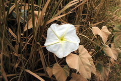 Ipomoea alba