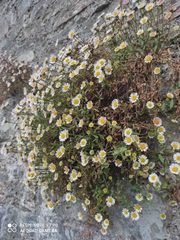 Erigeron karvinskianus