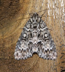 Acronicta fragilis
