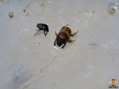 Onthophagus similis