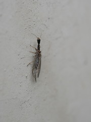 Xanthostigma xanthostigma