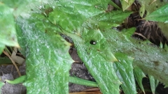 Psylliodes chalcomera