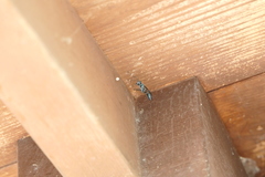 Chalybion zimmermanni