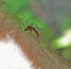 Aedes canadensis canadensis