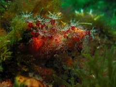 Alcyonium coralloides