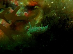 Diaphorodoris luteocincta