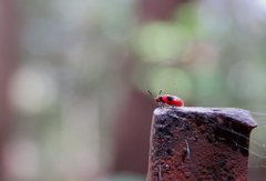 Stenotarsus parallelus