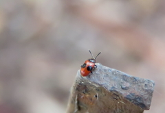 Stenotarsus parallelus