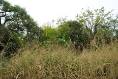 Ipomoea alba