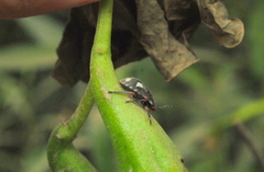 Chinavia erythrocnemis