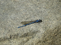 Argia lacrimans