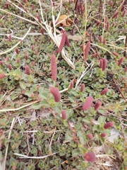 Acalypha monostachya