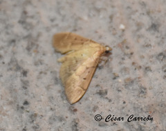 Herpetogramma theseusalis