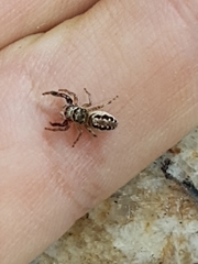 Dendryphantina
